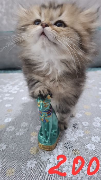 Котята шиншилла серебро и золото