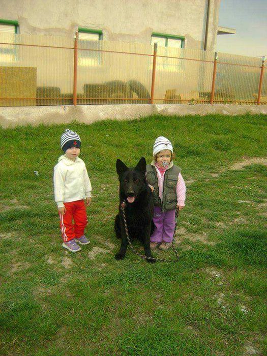 Dog walking Pet sitter Dresaj canin