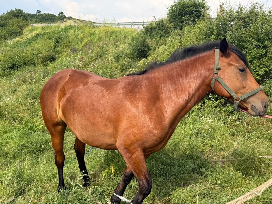 Vând iapa de 3 ani