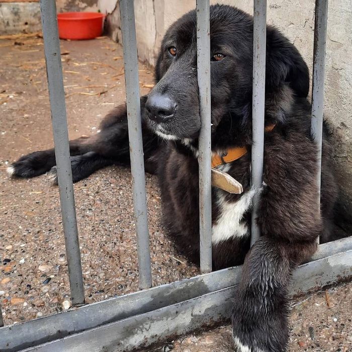 Забери Бруно в семью