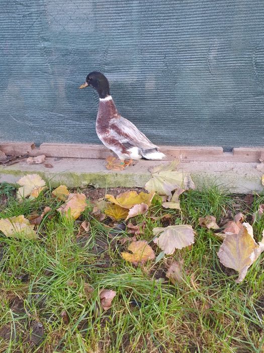 Vand pitica olandeza