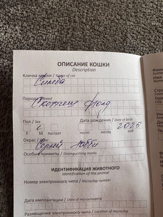 Zottor Mushuk породистая кошка Skotsh Fold