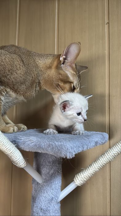 Породистые котята с голубыми глазами