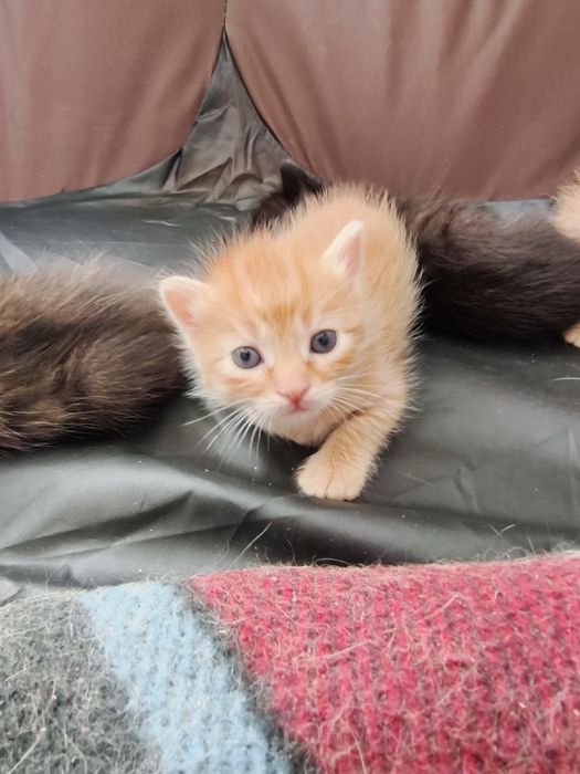 котята ищут дом!!
