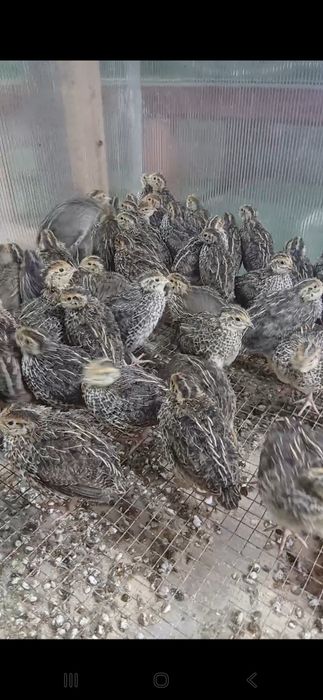 Vand oua consum  si pentru incubat prepelite  GALATI