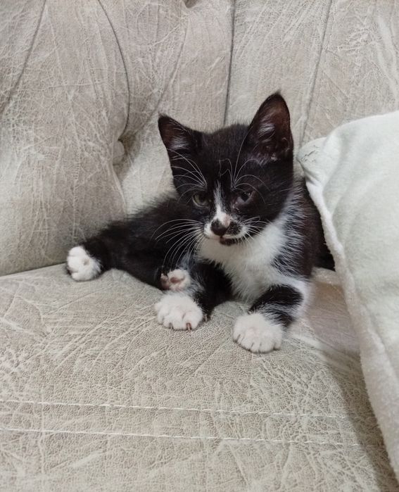 Котяла 1.5 месяца