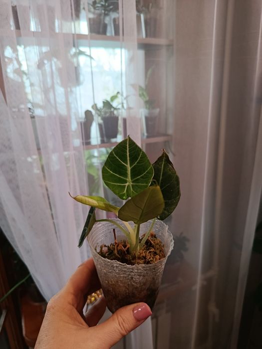 Продам комнатные цветы