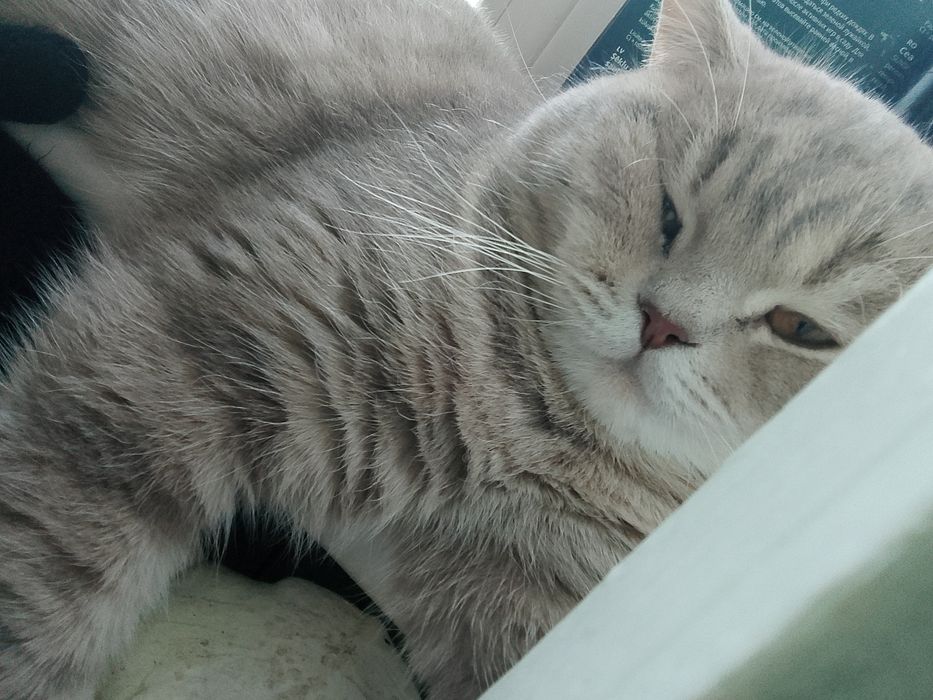 Котик ищет подружку