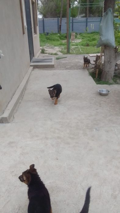 ПРОДАЮ ЩЕНЬКОВ  ВОС-Европейской овчарки