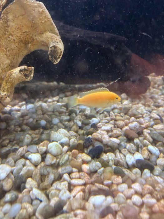 Аквариум с рыбами, можем продать рыб отдельно