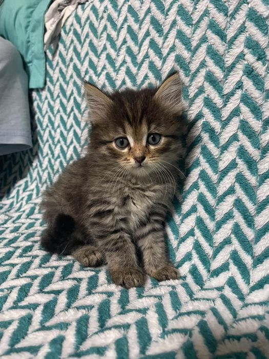 Котенок девочка, 1,5 месяца