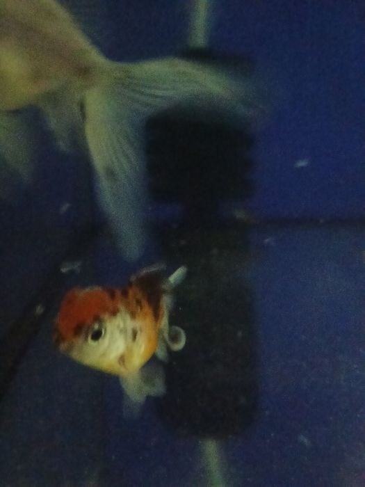 Срочно золотые рыбки