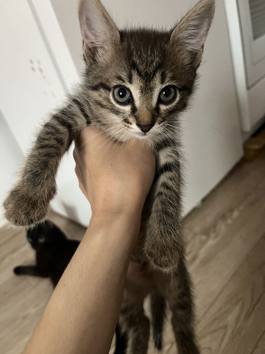 Отдам котят в доброе руки