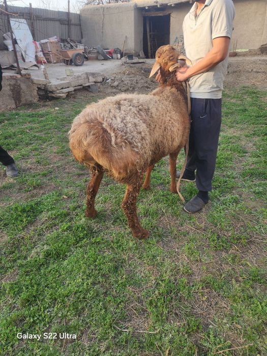 Арашан Кучкорлар Сотилади