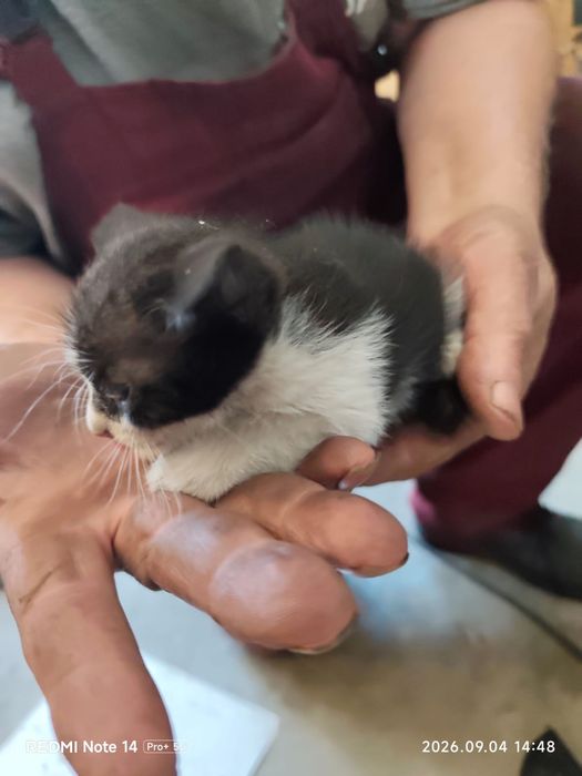 Adoptie pui de pisica