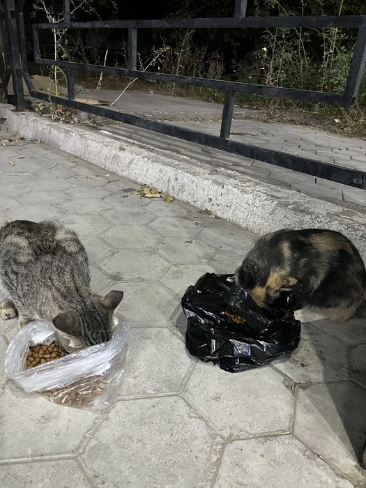 Бесплатно в добрые руки