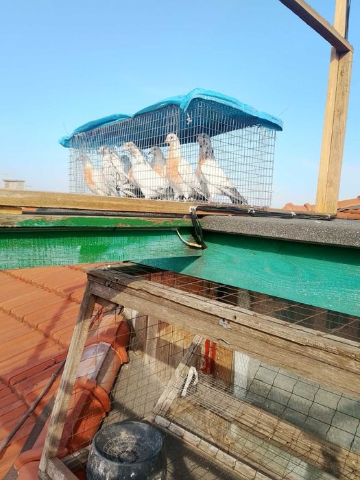 Продавам Гълъби Мардини