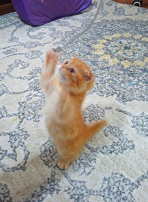 Вислоухая вислоухи(й)(е) котёнок кошк(а)(и) шотландски(е)(й) котёнок ш