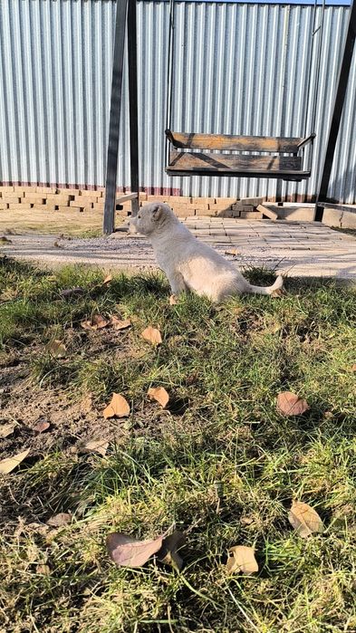 Продам щенка алабая