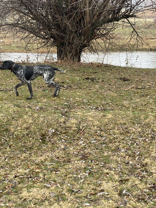 Курцхаар 1 жасар.