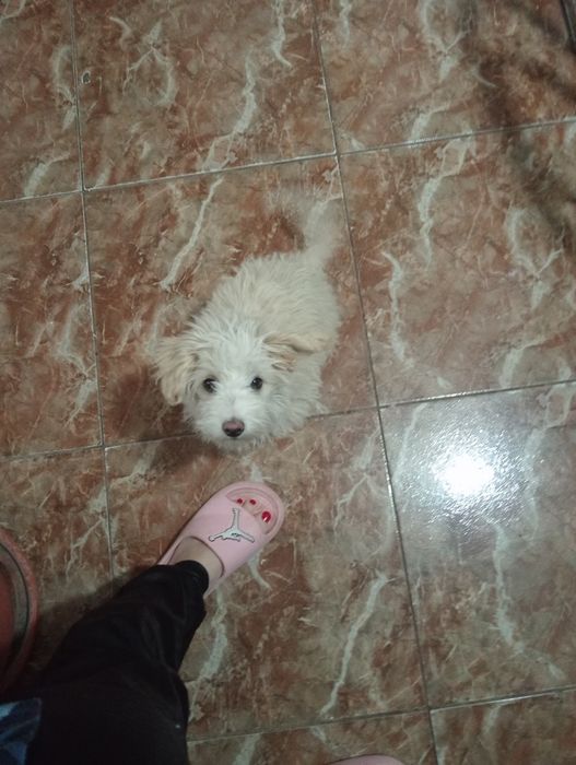 Donez bichon havanez