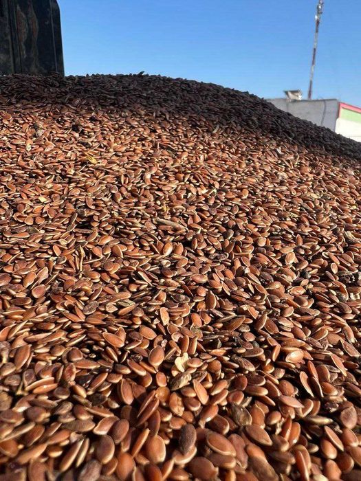 Зигир (лён) сотилади, Россияники