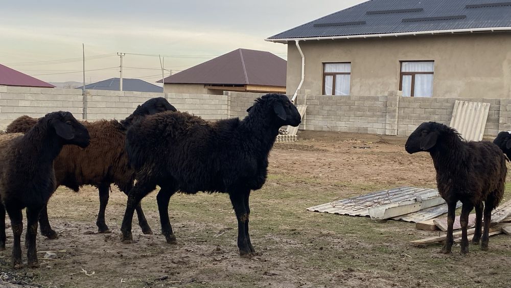 1жасар қошқарлар бар