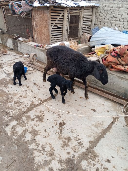 Ona bola qo'ylar sotiladi