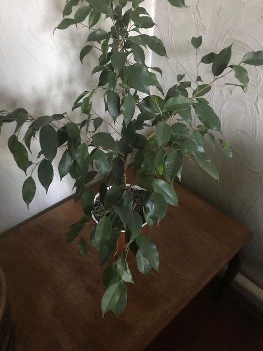 Фикус Бенджамина