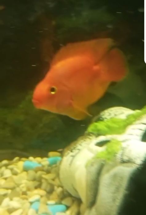 Красный попугай.