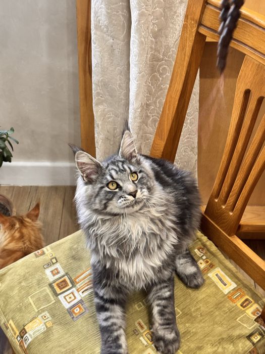 Игривый мейн кун