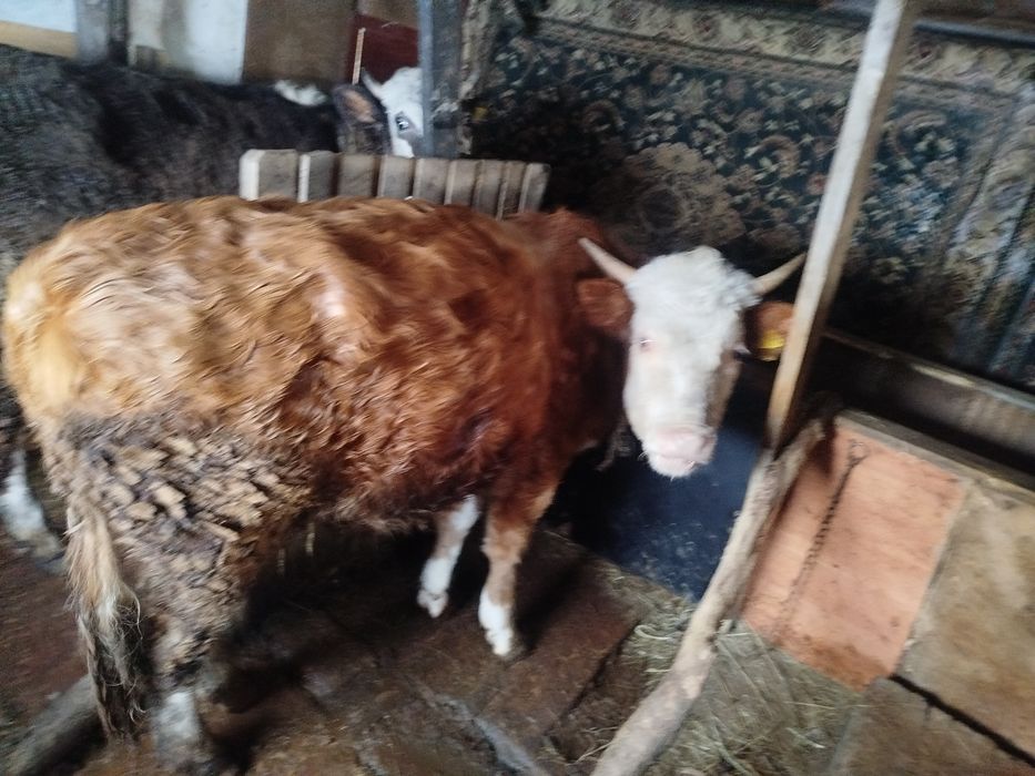 Еркек баспак сатылады