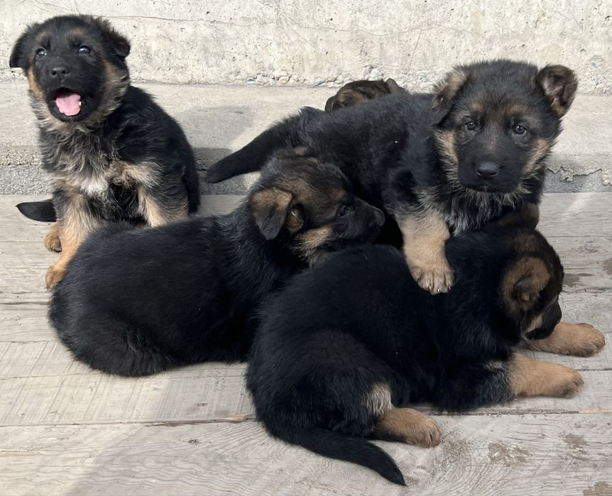 Немецкая овчарка