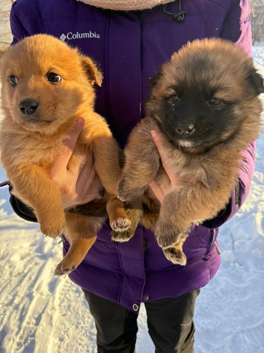 Щенки в добрые руки!