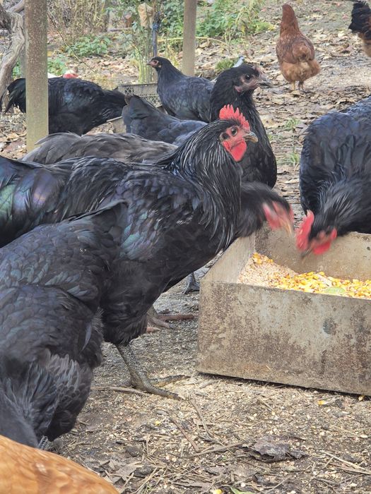 Cocoș Brahma Potarnichiu, Australorp,  Vorverk