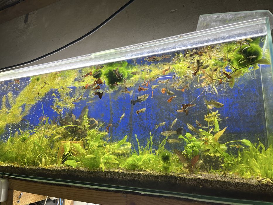 Продам гуппи микс