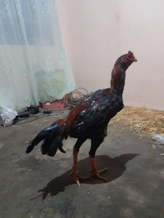 Saman zotli xoros sotiladi