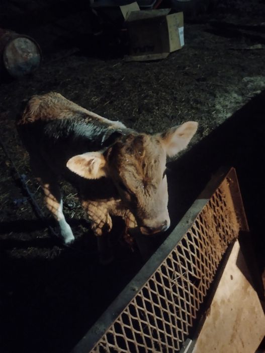 Vând vițel de o săptămână