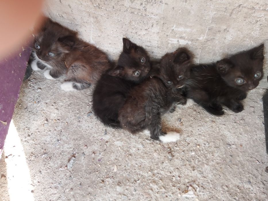 Отдам котят в хорошие руки