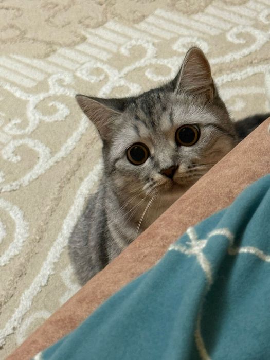 Кошечка 11 месяц девочка