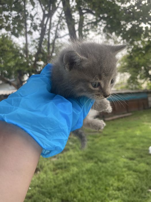 Отдаю в добрые руки котят