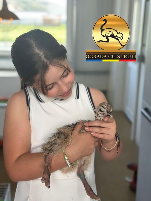 Pui de Strut - Cu Contract - Ograda cu Struti Sebes
