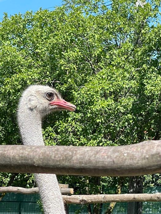 Vand Struti o femela si un mascul in varsta de 3-4 ani