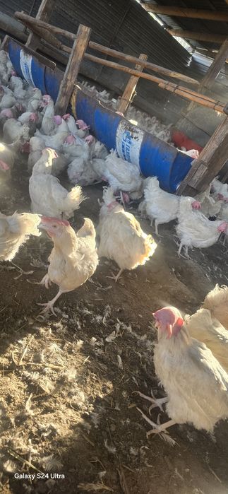 Куры несушки Легерн и Кораллы