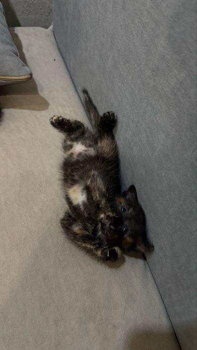 Отдам котят бесплатно