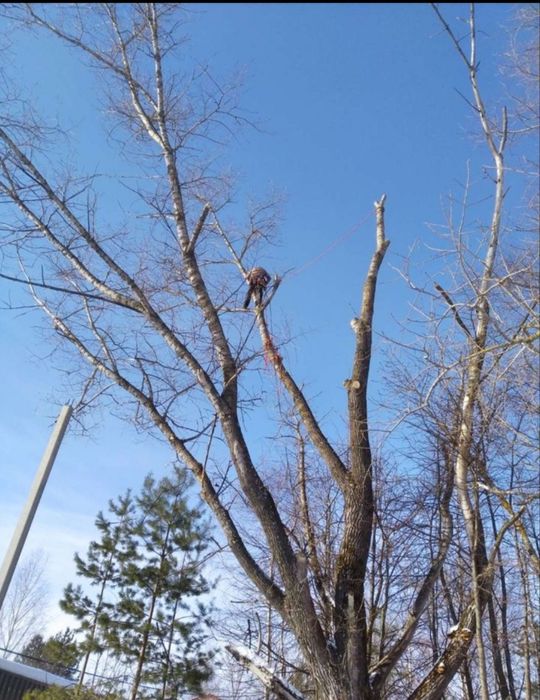 Садовник, Вогбон по городу Ташкенте работаю