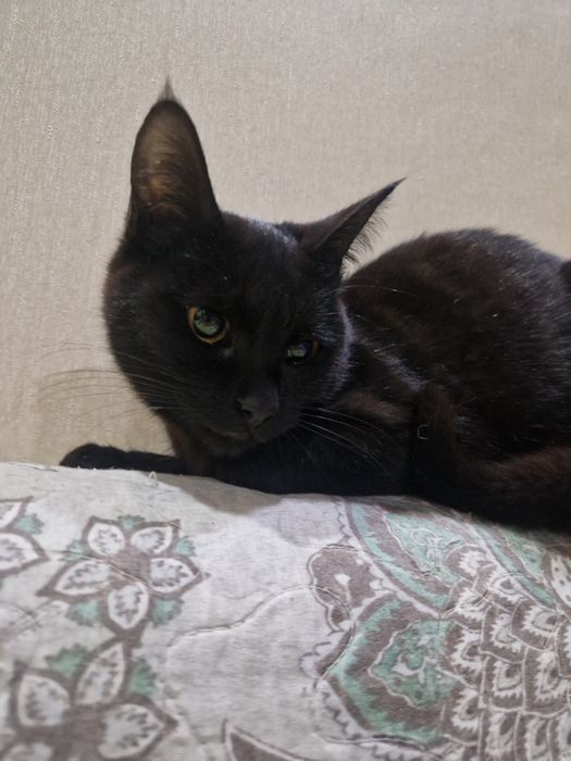 Красивая кошка в добрые руки