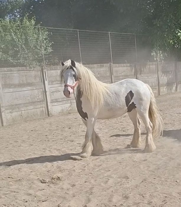 Vand Gypsy Vanner