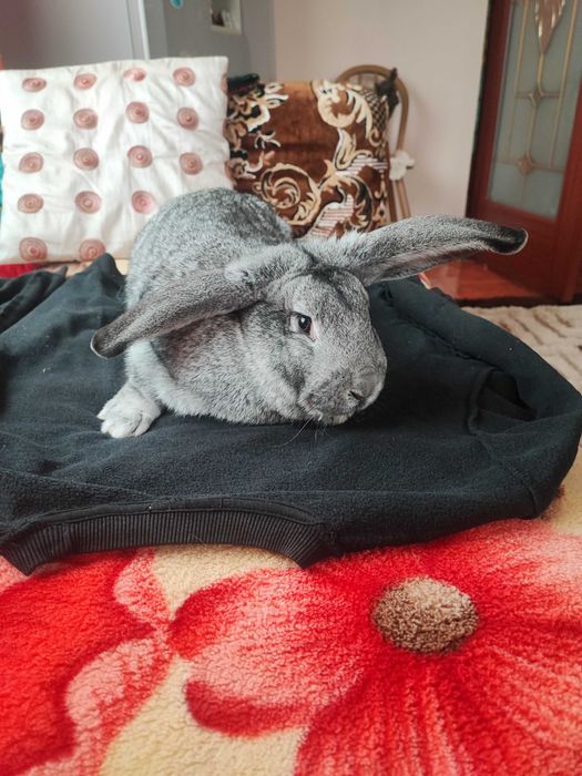 Iepuri uriaș german