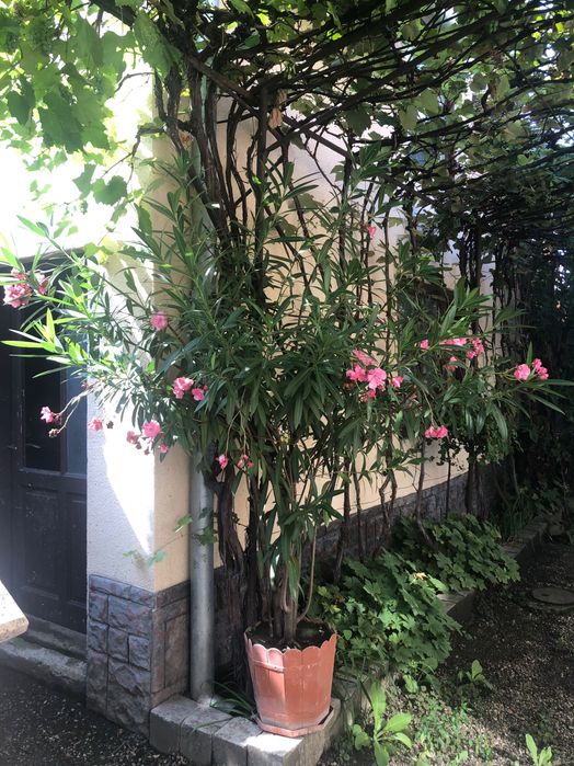 Plante decorative - Oleandrii